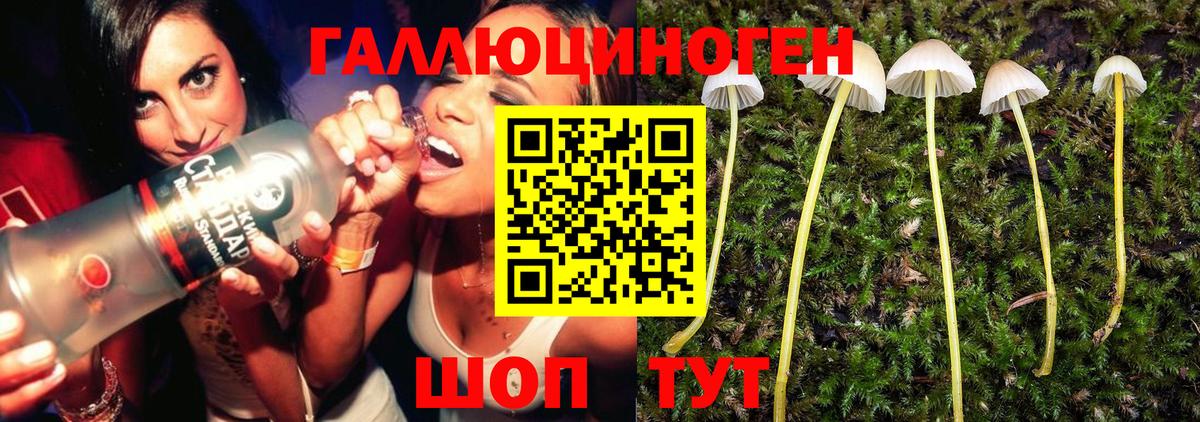 Псилоцибиновые грибы Psilocybe Мариинск